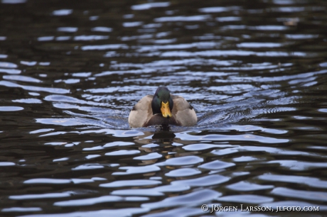 Mallard Anas platyrhynchos