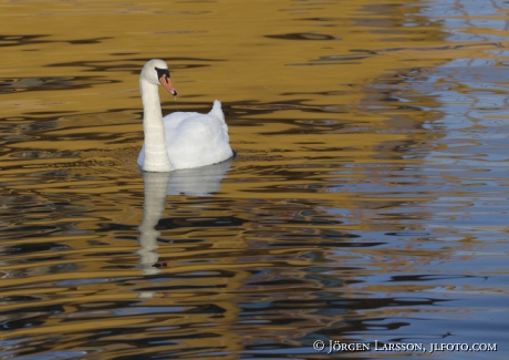 Mute Swan  Cygnus olor