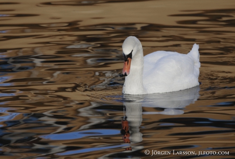 Mute Swan  Cygnus olor