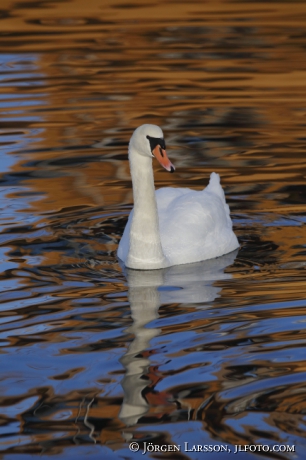 Mute Swan  Cygnus olor