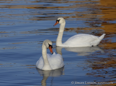 Mute Swan  Cygnus olor