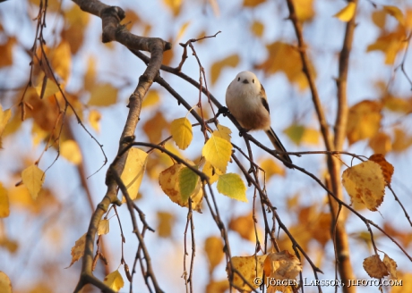 Long tailed tit Aegithalos caudatus