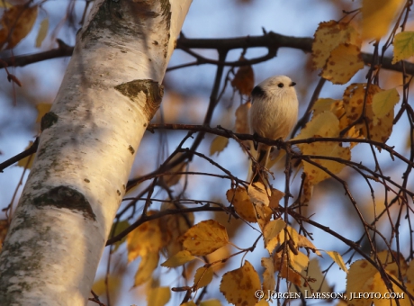 Long tailed tit Aegithalos caudatus