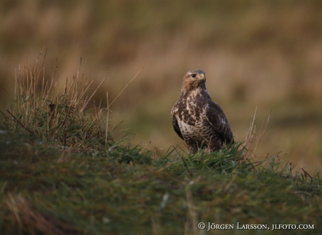 Common Buzzard  Buteo buteo