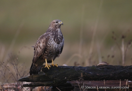 Common Buzzard  Buteo buteo