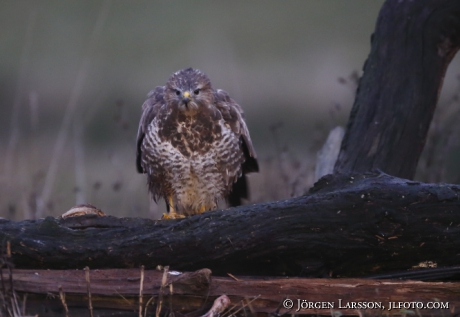 Common Buzzard  Buteo buteo