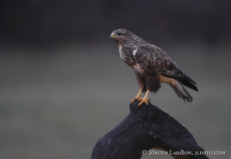 Common Buzzard  Buteo buteo