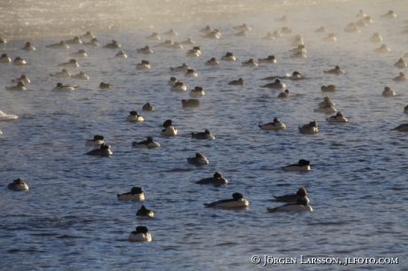 Goosander Mergus merganser 