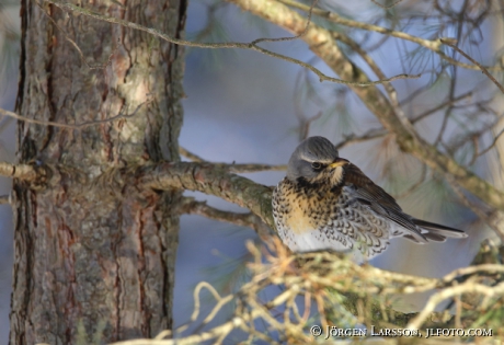 Screechbird Turdus pilaris