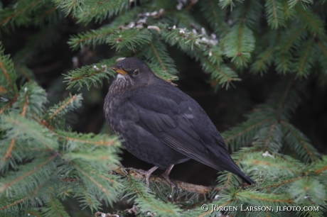 Black bird Turdus merula