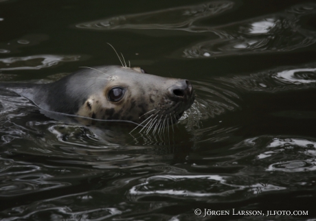 Grey seal Halichoerus grypus 