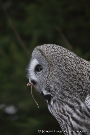 Great grey owl