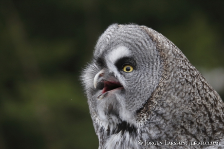 Great grey owl