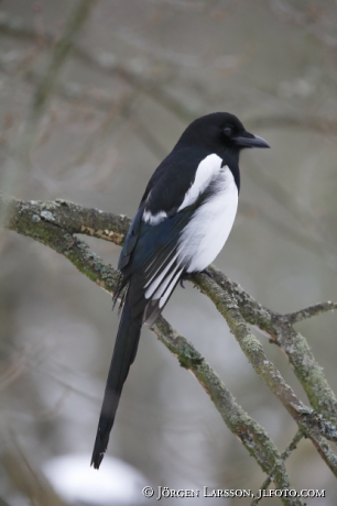 Magpie  Pica pica