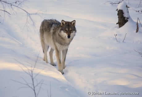 Wolf Canis-lupus