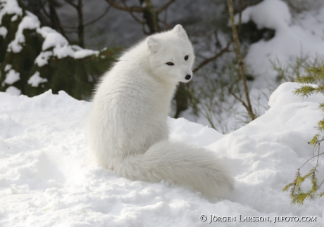 Arctic fox  Alopex lagopus