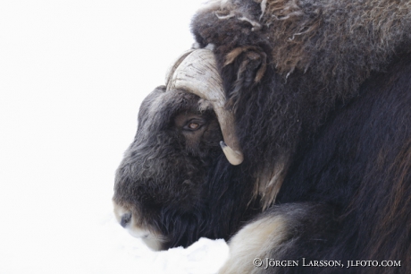 Muskox Ovibos moschatus 