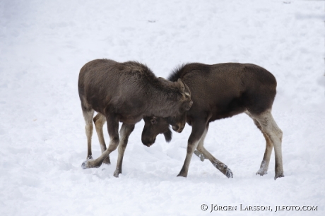 Moose calfes