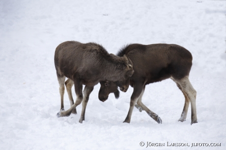 Älgkalvar vinter