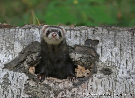 Polecat