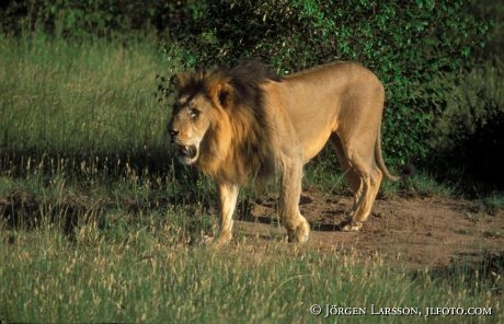 Lion Masai Mara Kenya