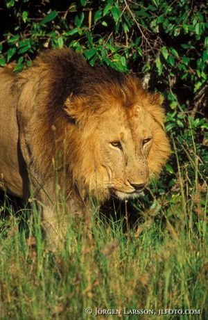 Lion Masai Mara Kenya