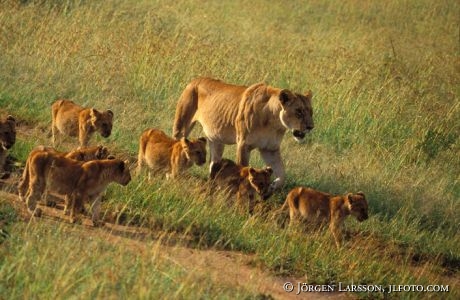 Lejoninna med ungar Masai Mara Kenya