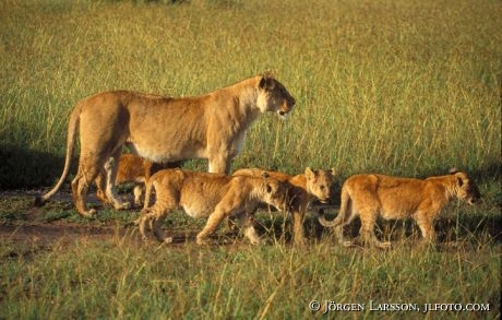 Lion Masai Mara Kenya