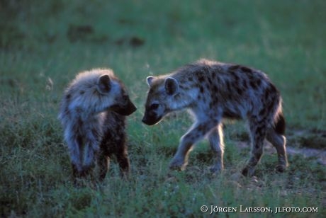 Hyaena Masai Mara Kenya