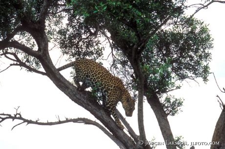 Leopard Masai Mara Kenya