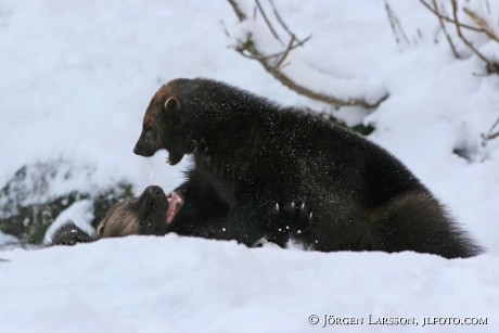Järvar som leker i snön