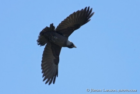 Corvus monedula)