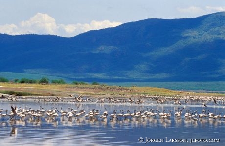 Flamingo Lake Bogoria Kenya