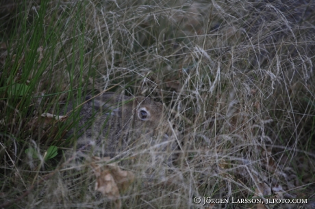 Brown hare Lepus europaeus