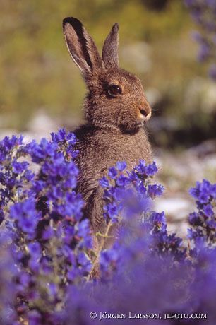 Hare St.Karlsö Gotland