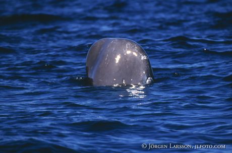 Spermwhale Azorerna