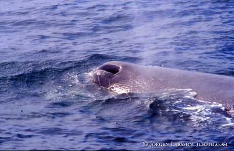 Spermwhale