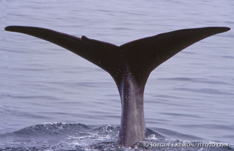 Spermwhale Norway