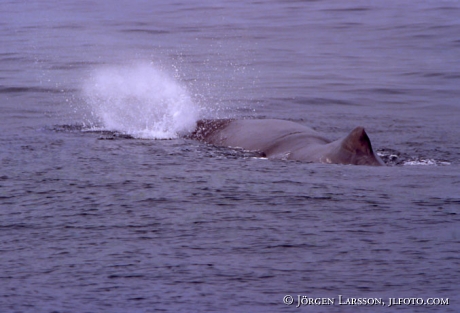 Spermwhale Norway