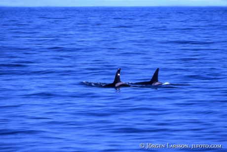 Killerwhale Norway