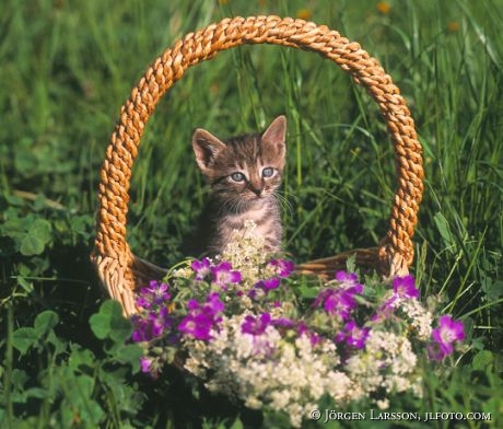 Kattunge i blomsterkorg