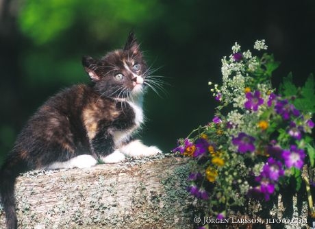 Kattunge Midsommarblomster