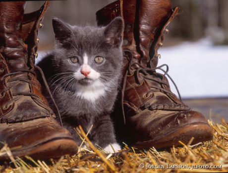 Kattunge bland kängor