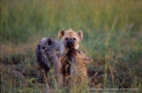 Hyena