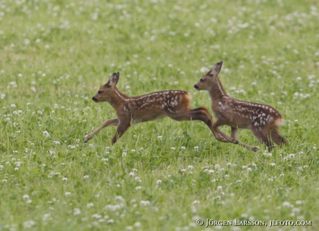 Roe deer Capreolus capreolus