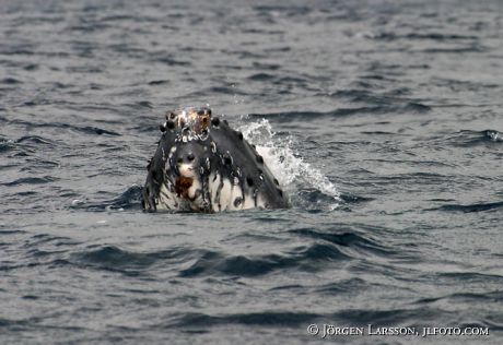 Humpback whale