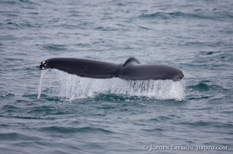 Whale Husavik Iceland Megaptera novaeangliae