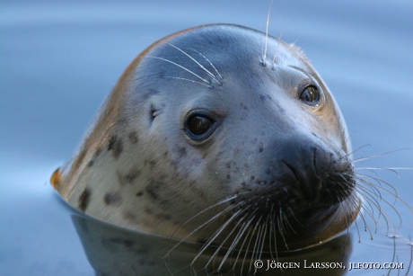 Seal Phoca vitulina