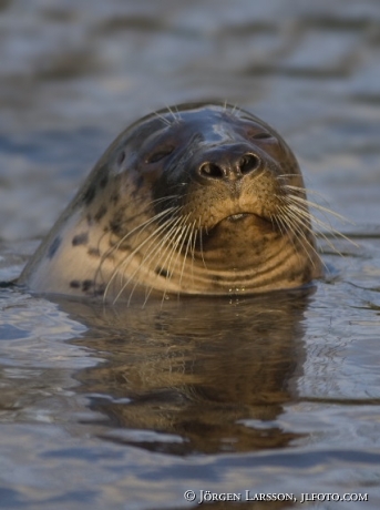 Seal Poca vitulina