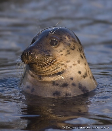 Seal Poca vitulina